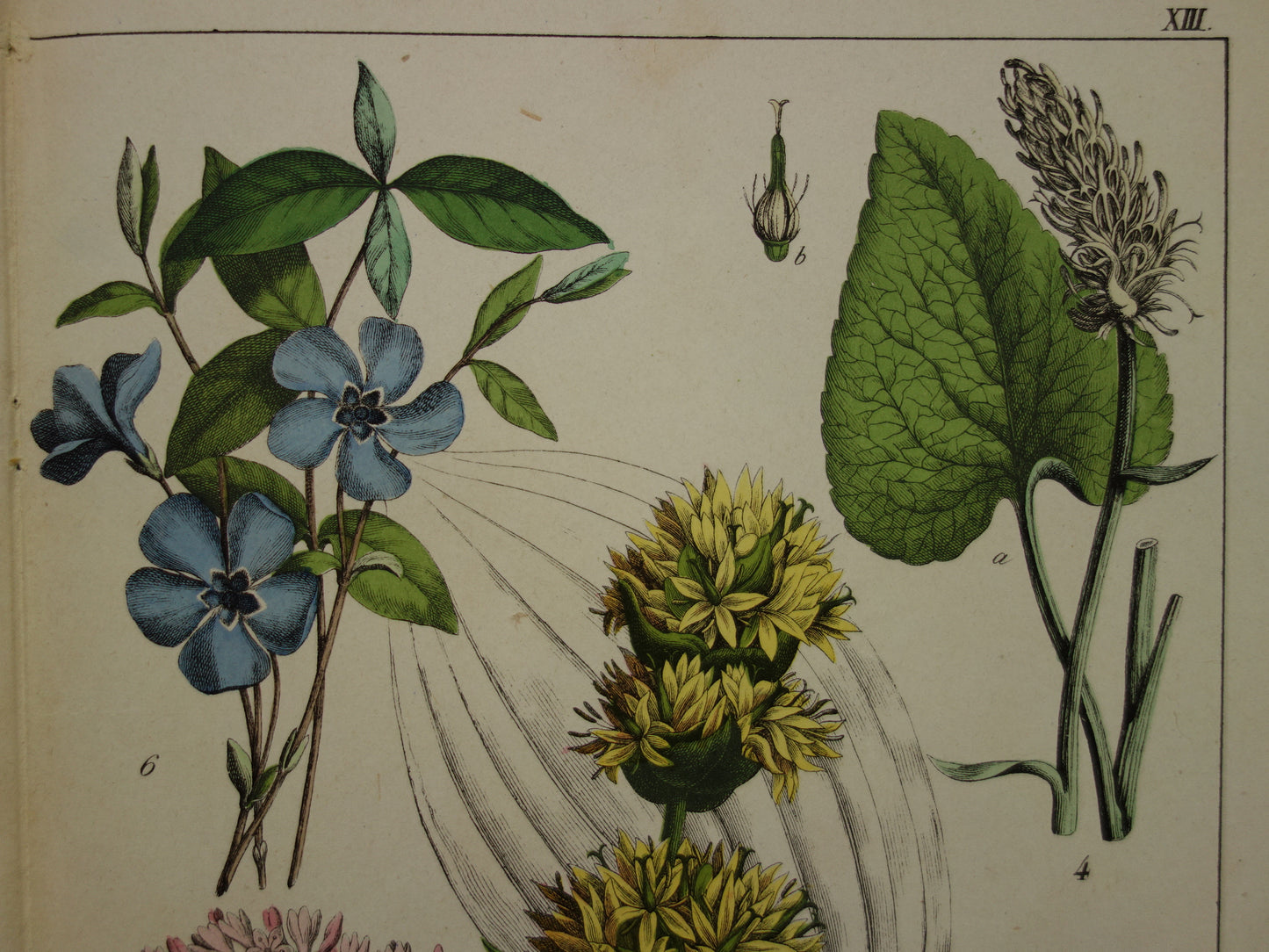 Oude Botanische Prent uit 1874 Gentiaan Mirte Druif Antieke Illustratie - Originele Vintage Bloemen Print