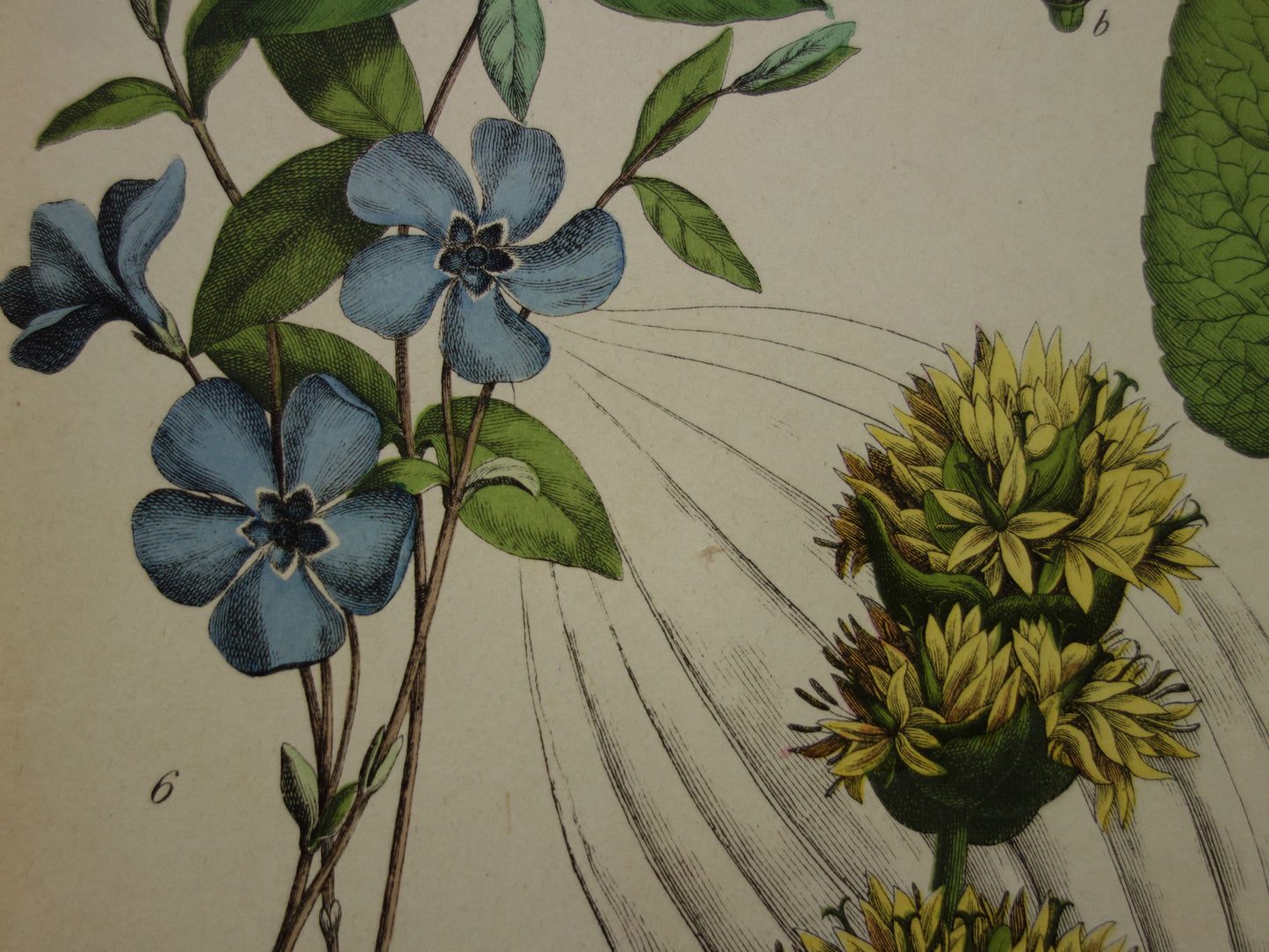 Oude Botanische Prent uit 1874 Gentiaan Mirte Druif Antieke Illustratie - Originele Vintage Bloemen Print