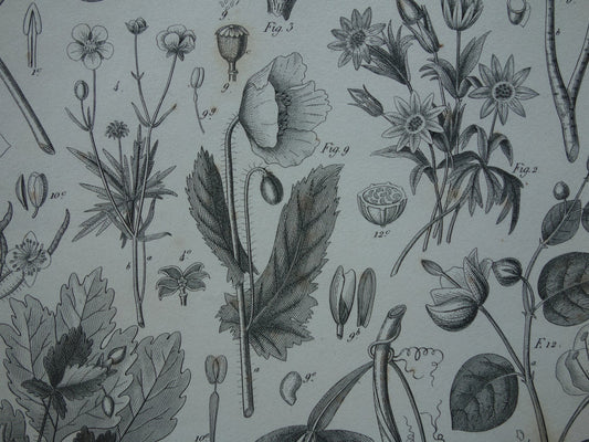 CHRISTMAS ROSE Old botanical print of Poppy original antique illustration Flowers Plants vintage print