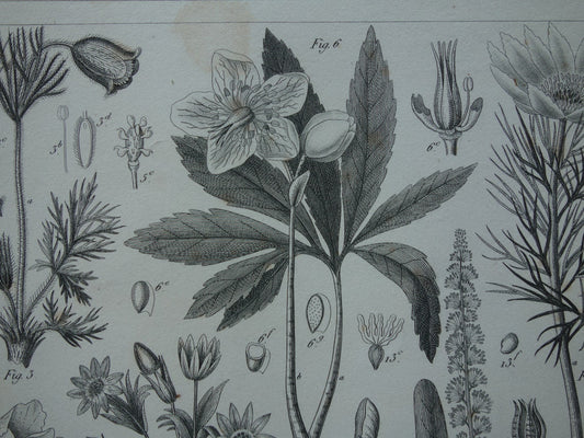 KERSTROOS Oude botanische prent van Klaproos originele antieke illustratie Bloemen Planten vintage print