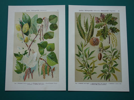WILG KASTANJE POPULIER Oude botanische prent uit 1911 originele antieke illustratie set van twee prenten