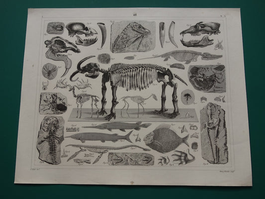 FOSSIELEN 175+ jaar oude prent van FOSSILIEN Antieke prent Origineel meer dan 175 jaar oud Afbeeldingen van Vissen Missouri Leviathan Ierse Eland Vintage Fossiel Illustratie Gravure Prints