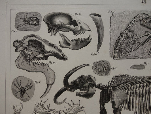 FOSSIELEN 175+ jaar oude prent van FOSSILIEN Antieke prent Origineel meer dan 175 jaar oud Afbeeldingen van Vissen Missouri Leviathan Ierse Eland Vintage Fossiel Illustratie Gravure Prints