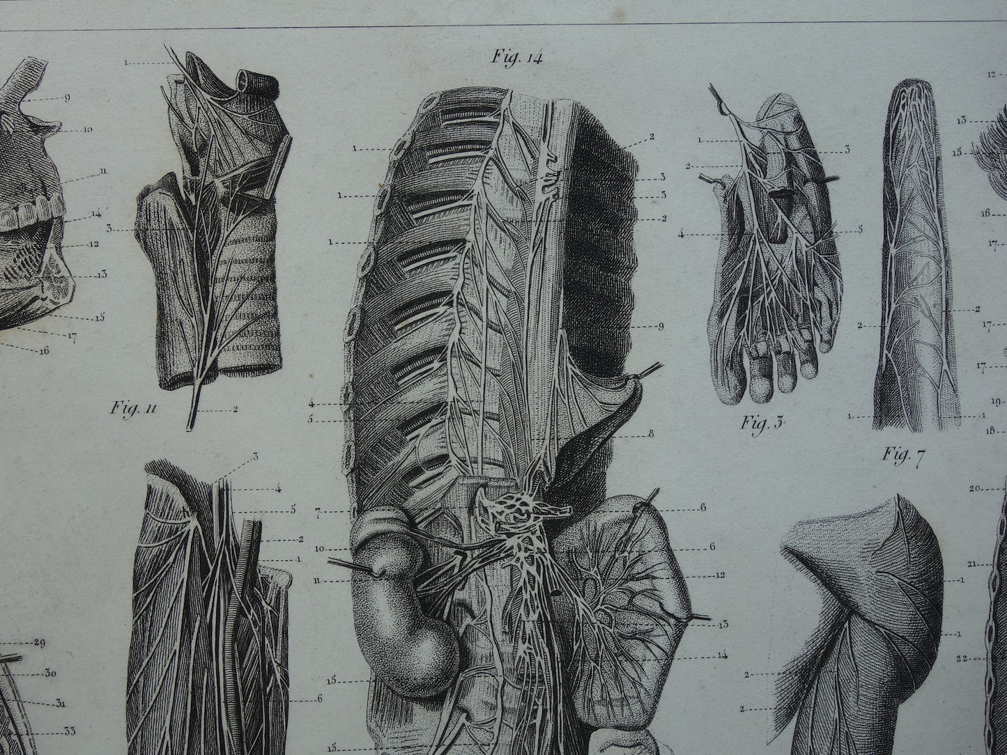ZENUWSTELSEL Oude Anatomie Prent Zenuwen Originele antieke anatomische illustratie vintage print