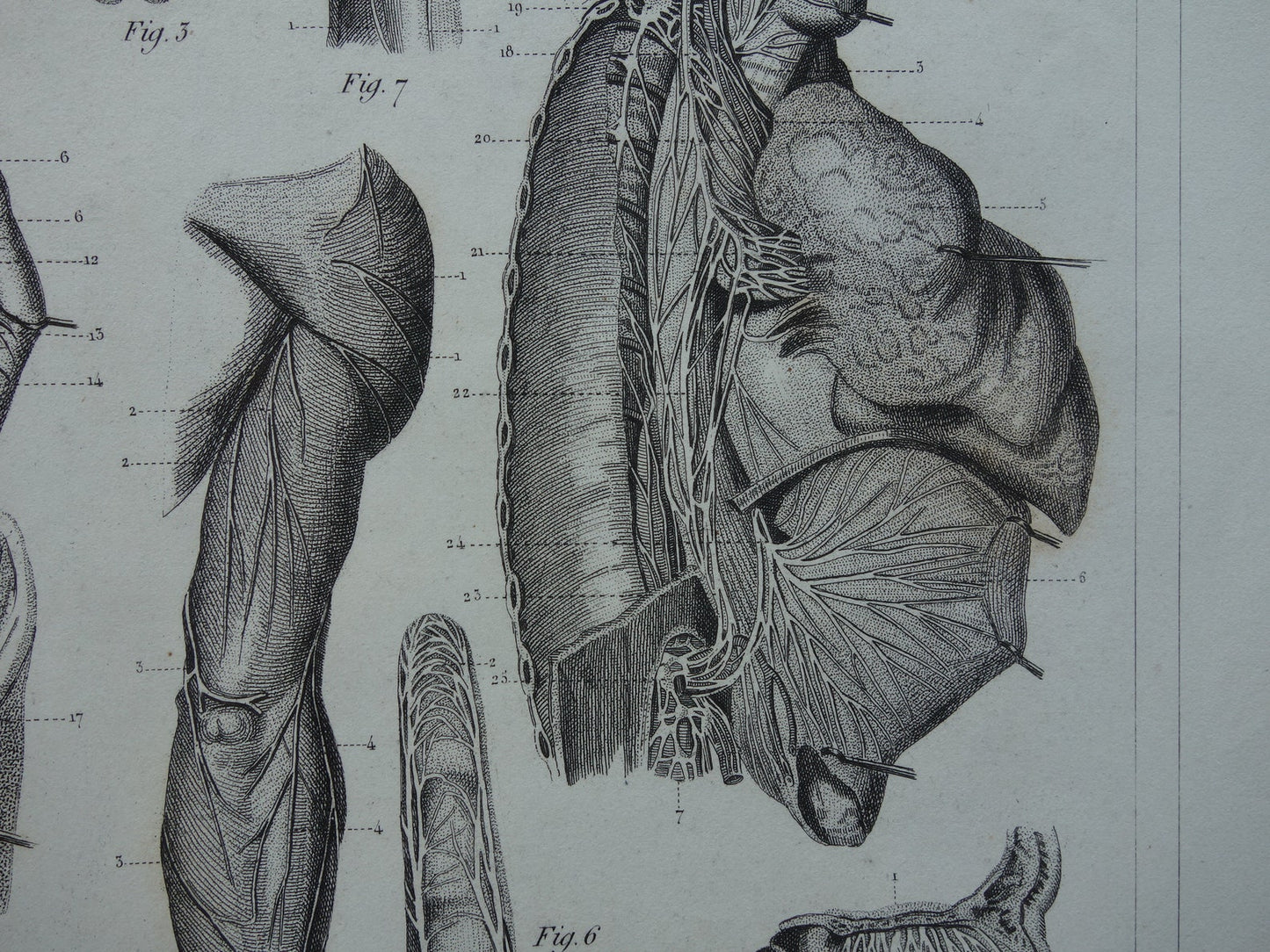 ZENUWSTELSEL Oude Anatomie Prent Zenuwen Originele antieke anatomische illustratie vintage print