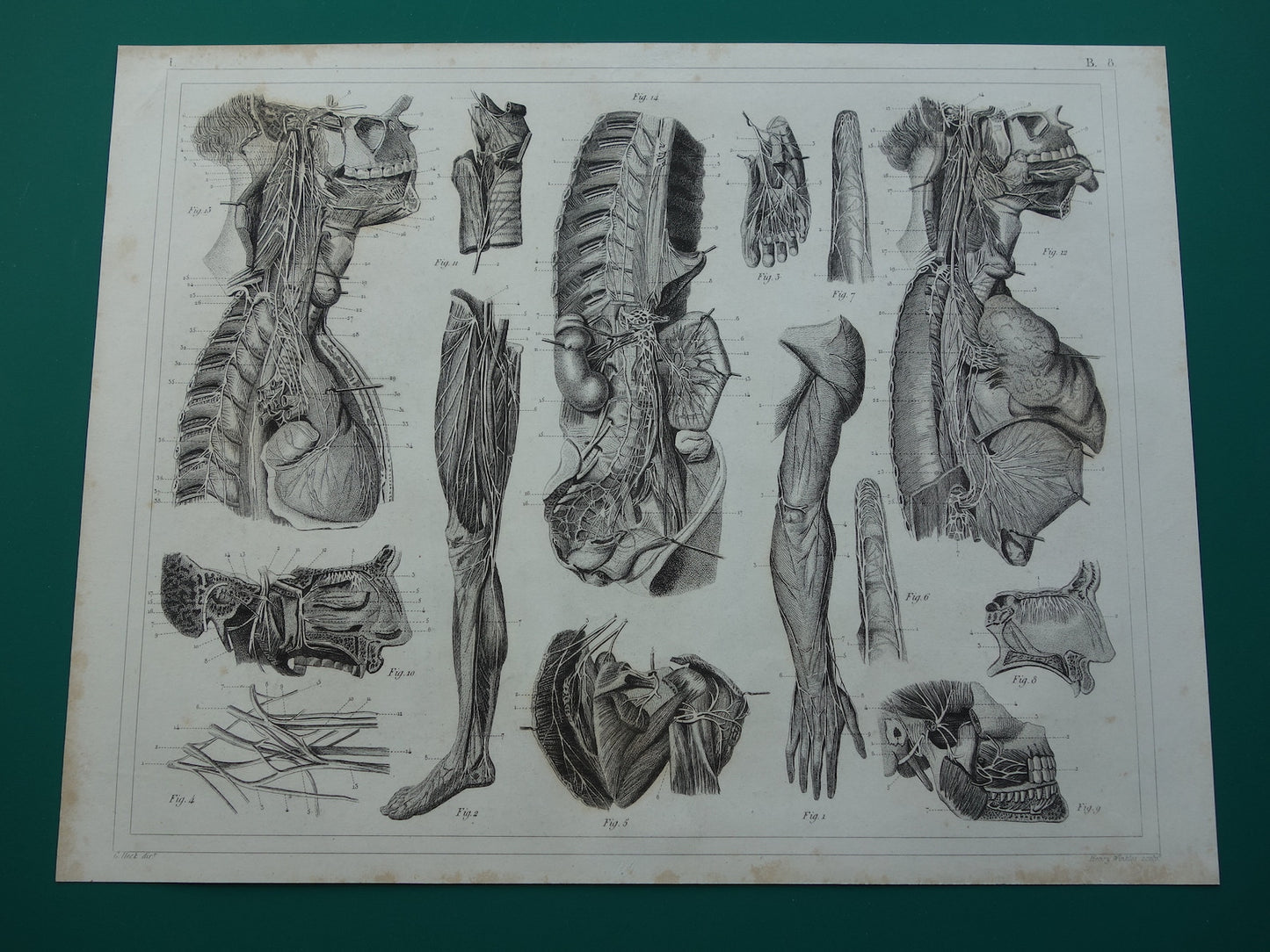 ZENUWSTELSEL Oude Anatomie Prent Zenuwen Originele antieke anatomische illustratie vintage print