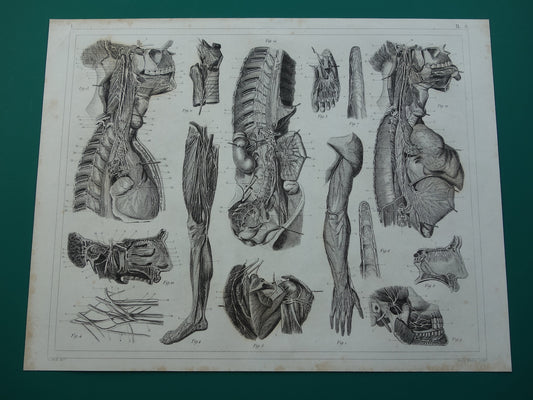 ZENUWSTELSEL Oude Anatomie Prent Zenuwen Originele antieke anatomische illustratie vintage print