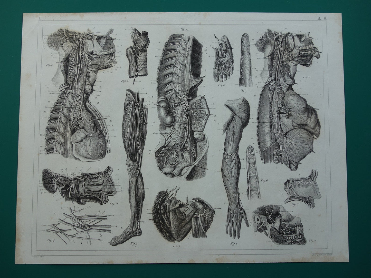 ZENUWSTELSEL Oude Anatomie Prent Zenuwen Originele antieke anatomische illustratie vintage print