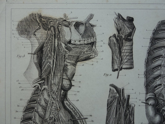 ZENUWSTELSEL Oude Anatomie Prent Zenuwen Originele antieke anatomische illustratie vintage print