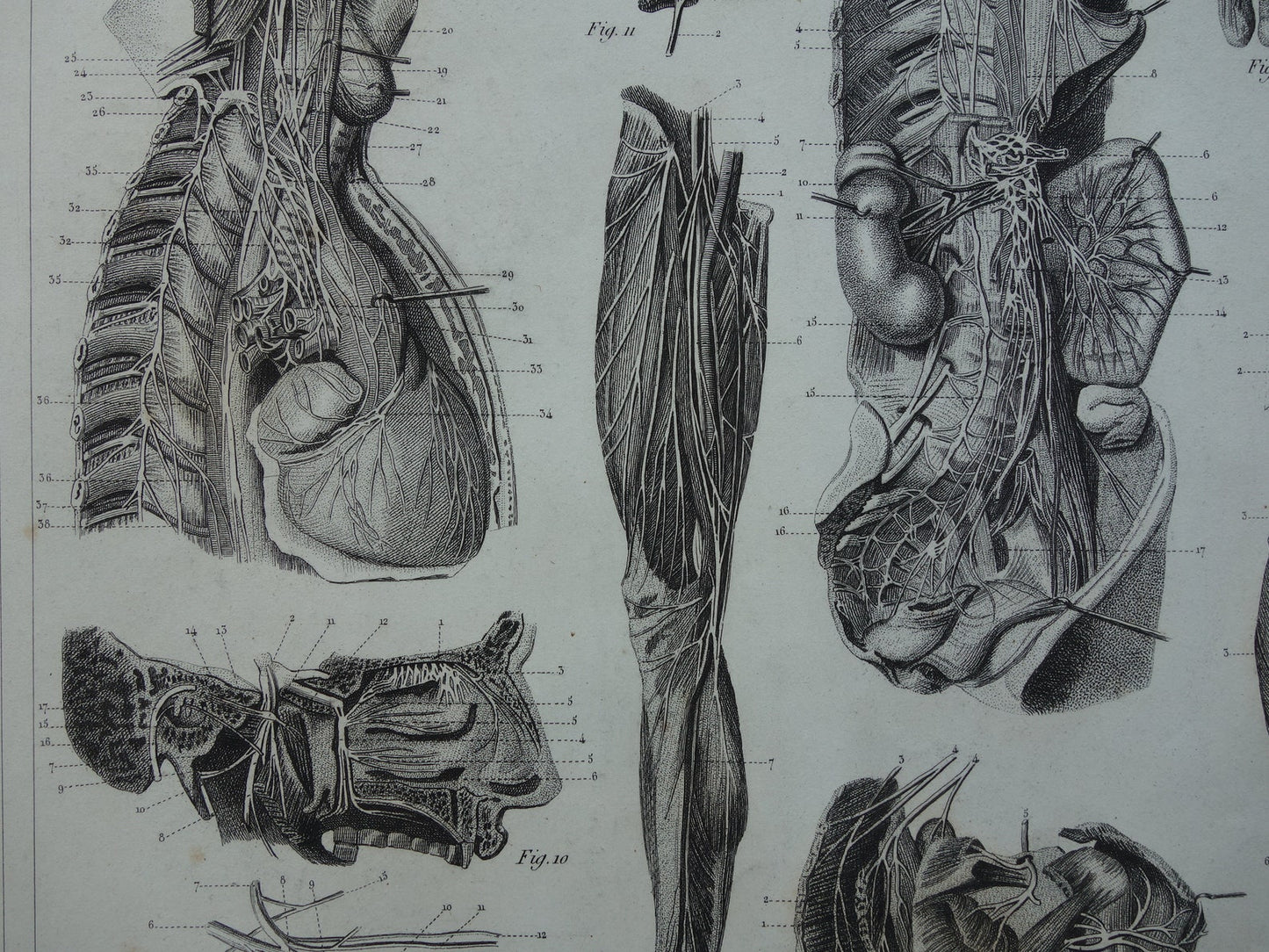 ZENUWSTELSEL Oude Anatomie Prent Zenuwen Originele antieke anatomische illustratie vintage print