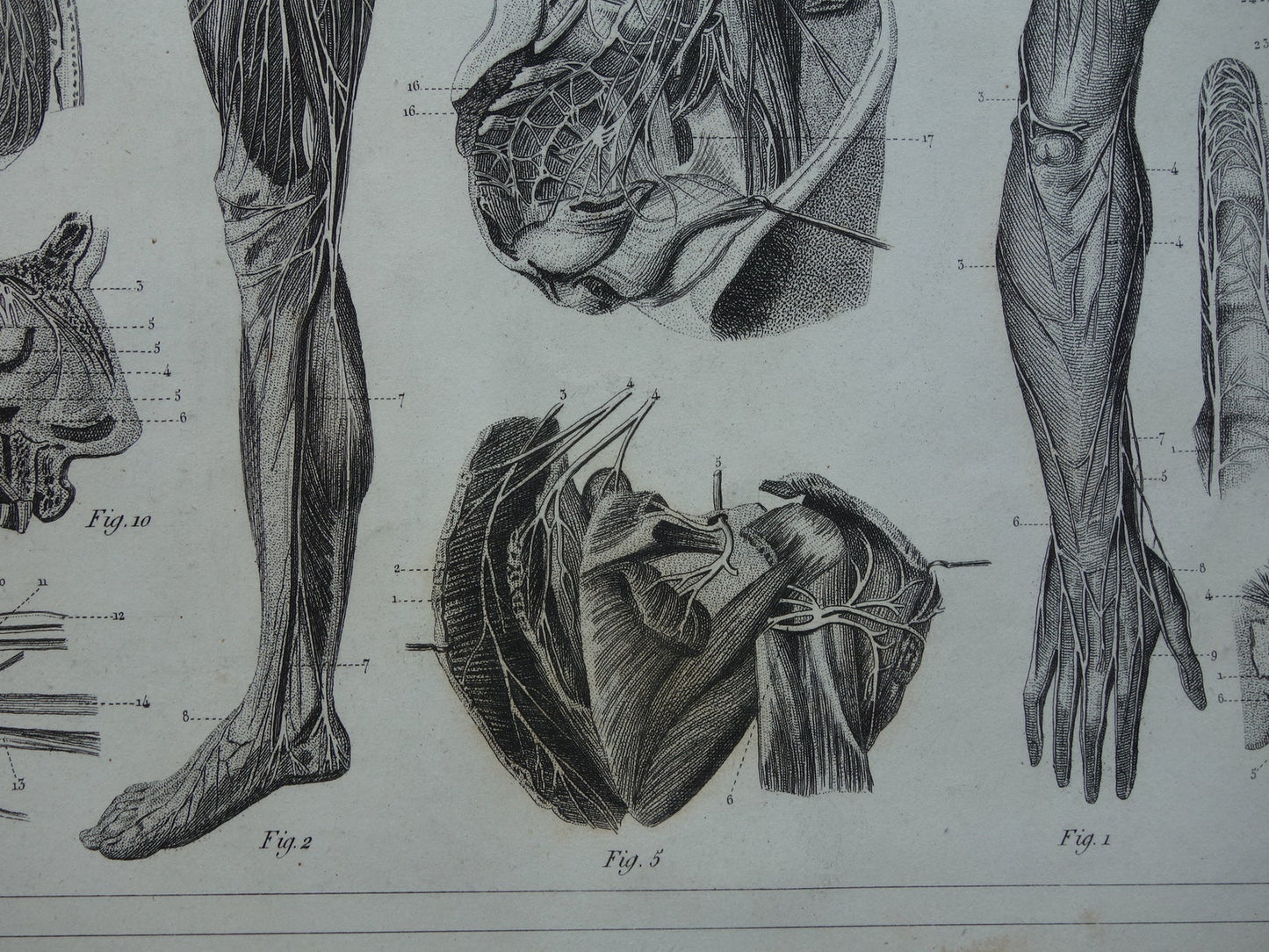 ZENUWSTELSEL Oude Anatomie Prent Zenuwen Originele antieke anatomische illustratie vintage print