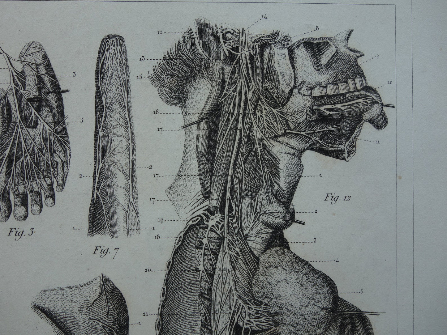 ZENUWSTELSEL Oude Anatomie Prent Zenuwen Originele antieke anatomische illustratie vintage print
