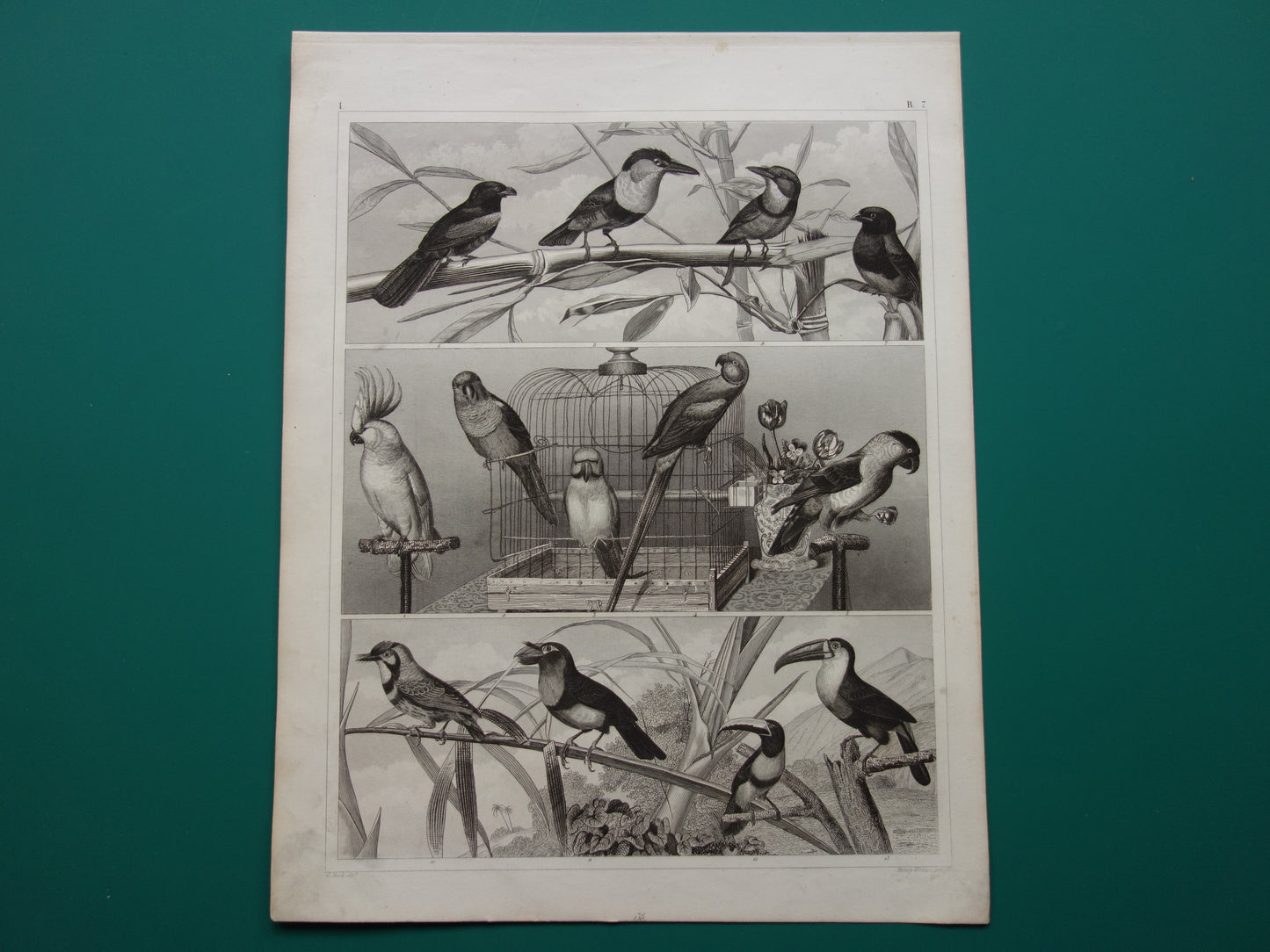 Antique bird print of climbing birds original 170+ year old illustration Toucan vintage birds image prints