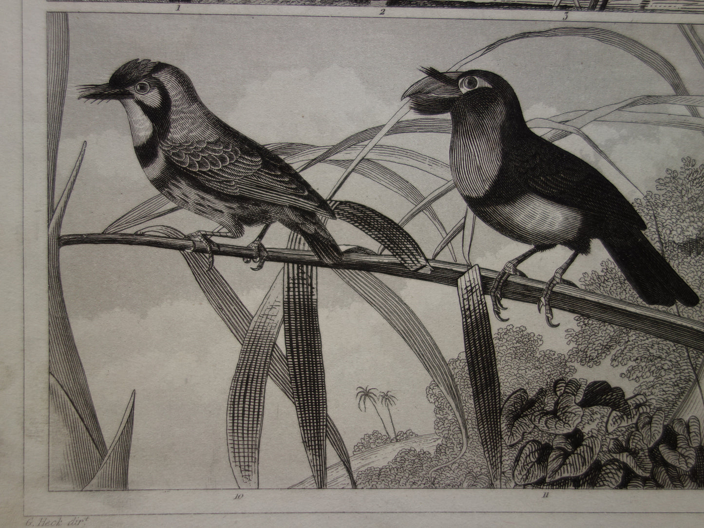 Antique bird print of climbing birds original 170+ year old illustration Toucan vintage birds image prints