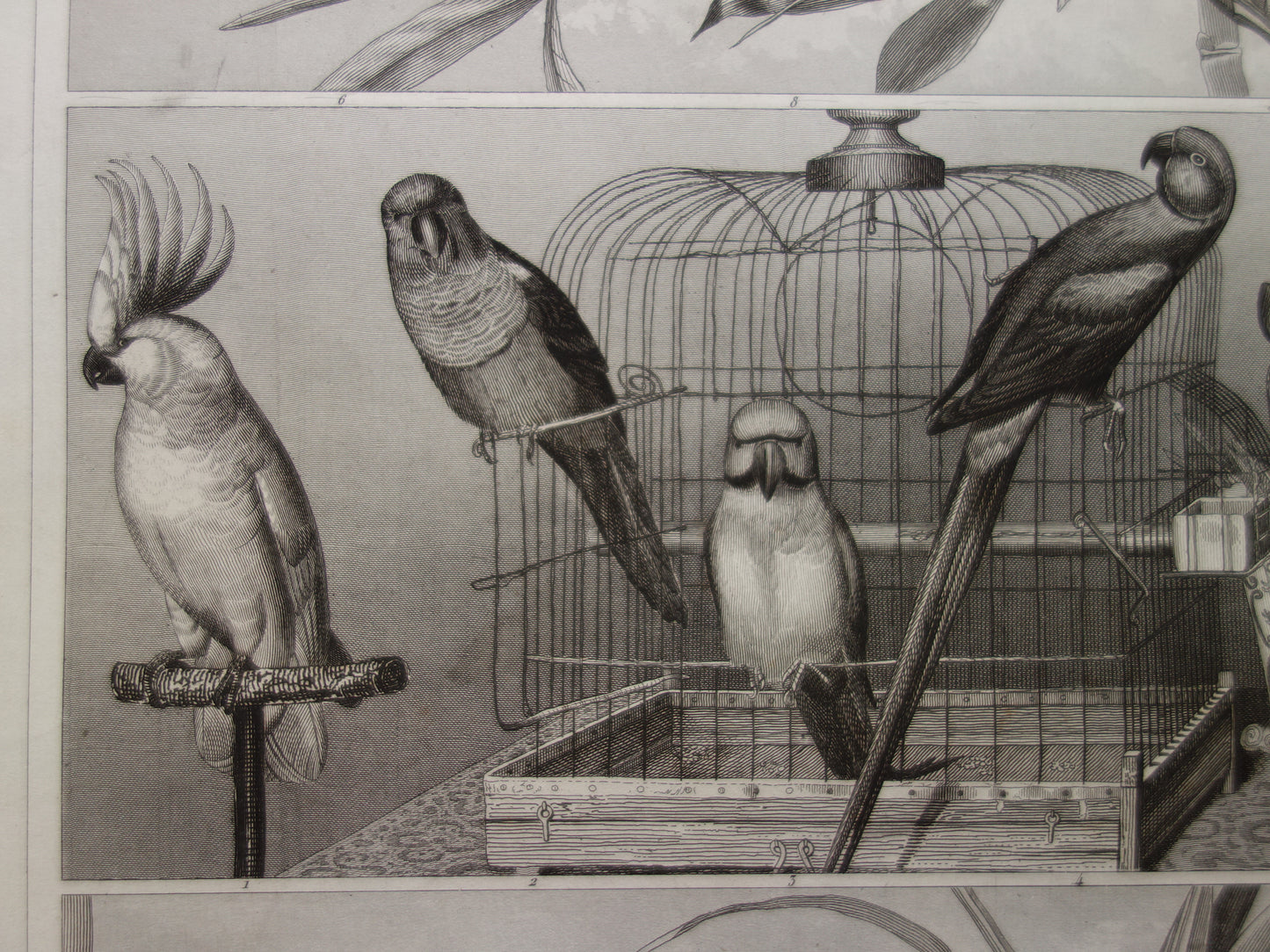 Antique bird print of climbing birds original 170+ year old illustration Toucan vintage birds image prints