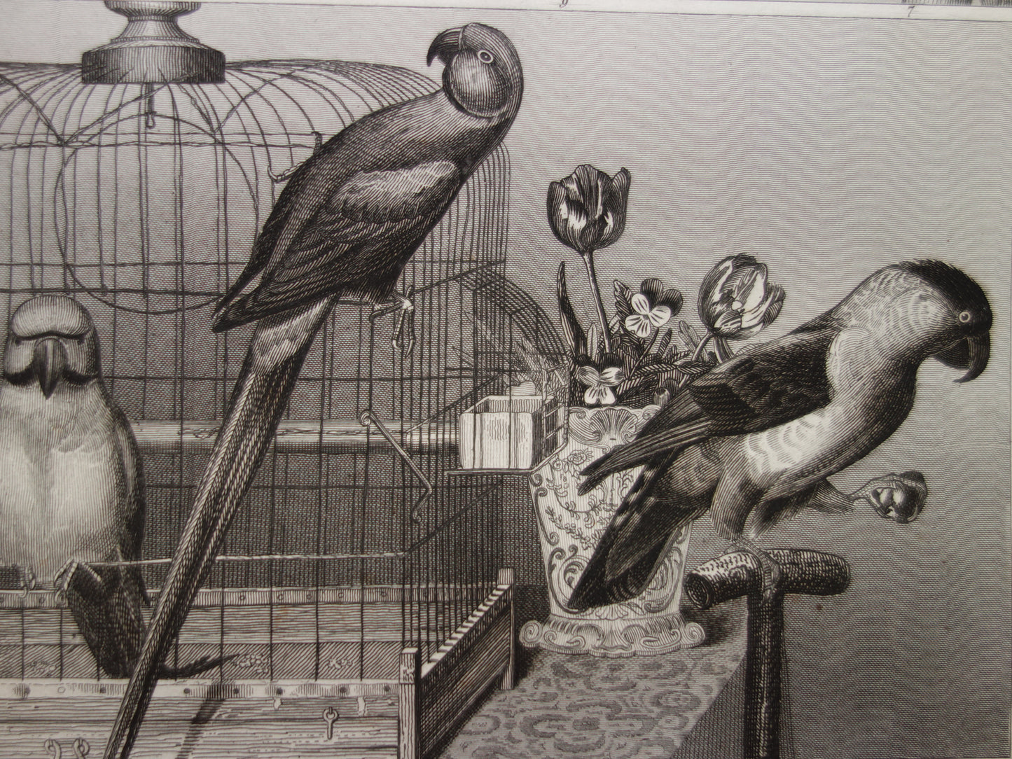 Antique bird print of climbing birds original 170+ year old illustration Toucan vintage birds image prints