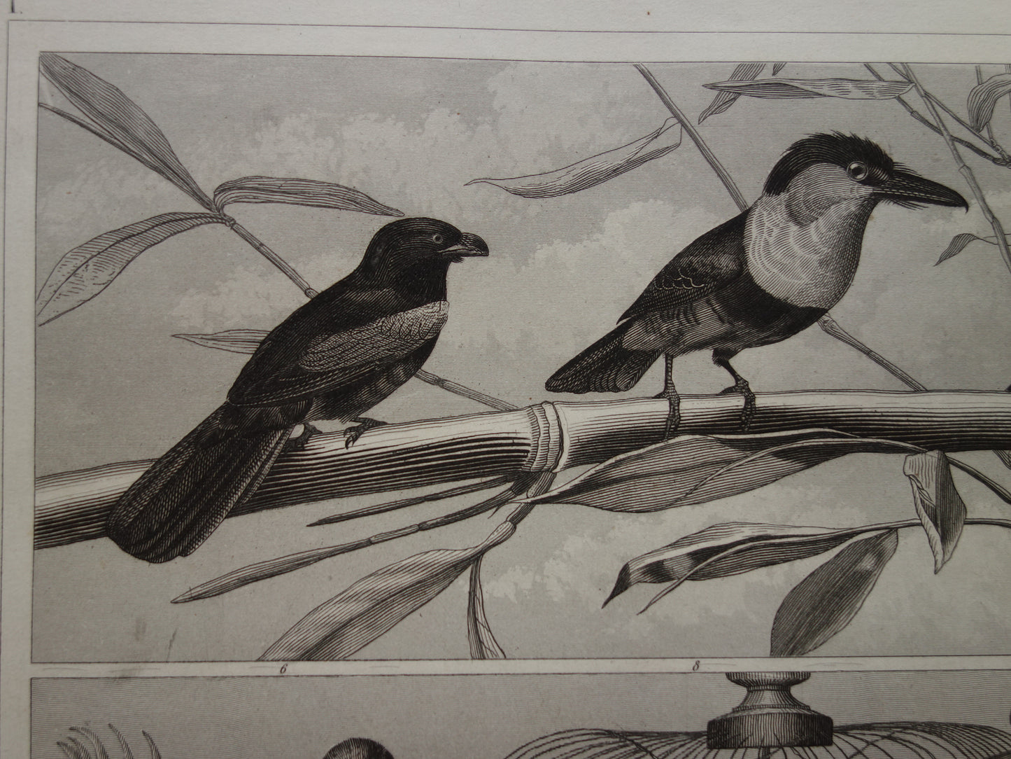 Antique bird print of climbing birds original 170+ year old illustration Toucan vintage birds image prints