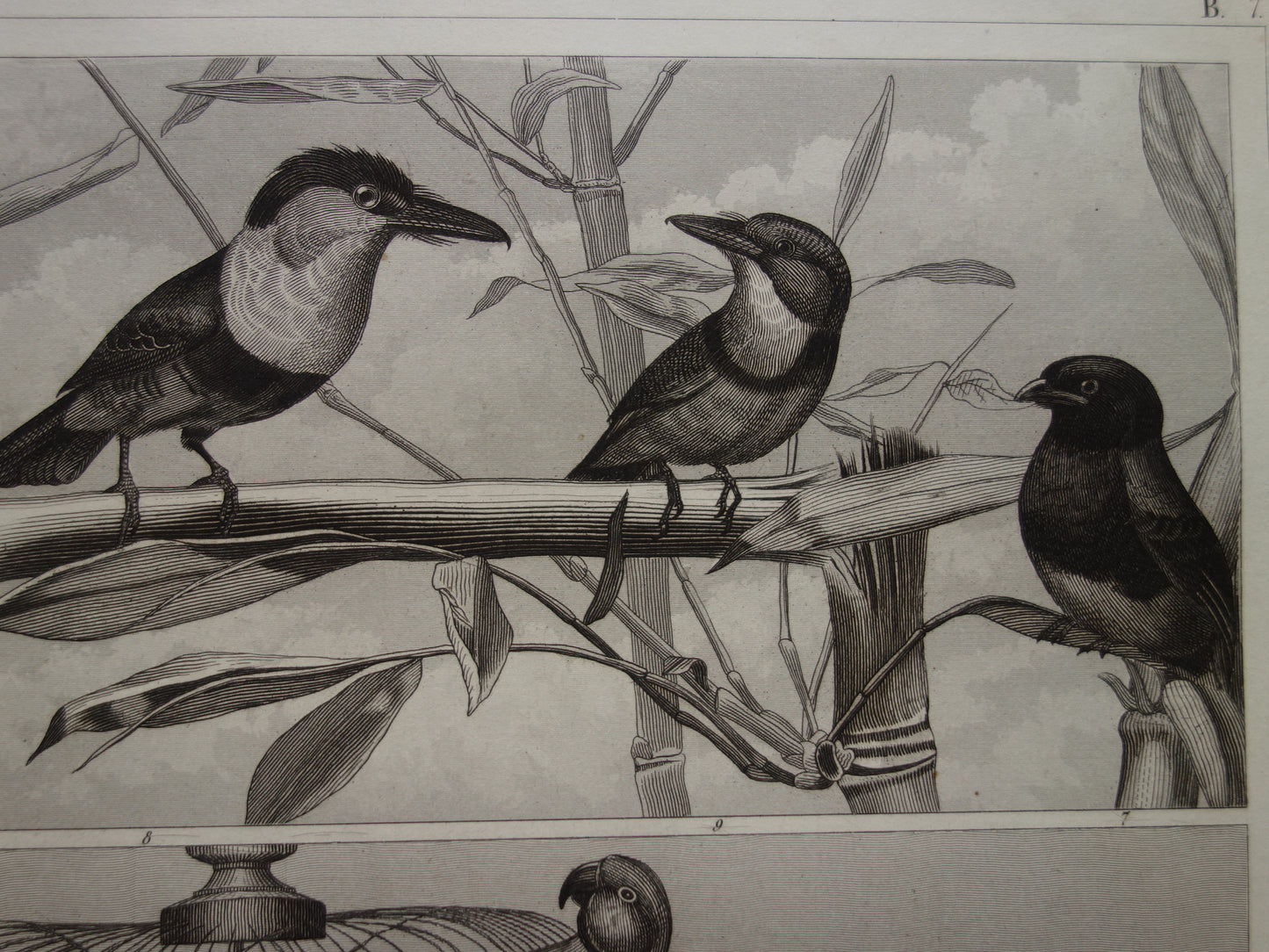 Antique bird print of climbing birds original 170+ year old illustration Toucan vintage birds image prints
