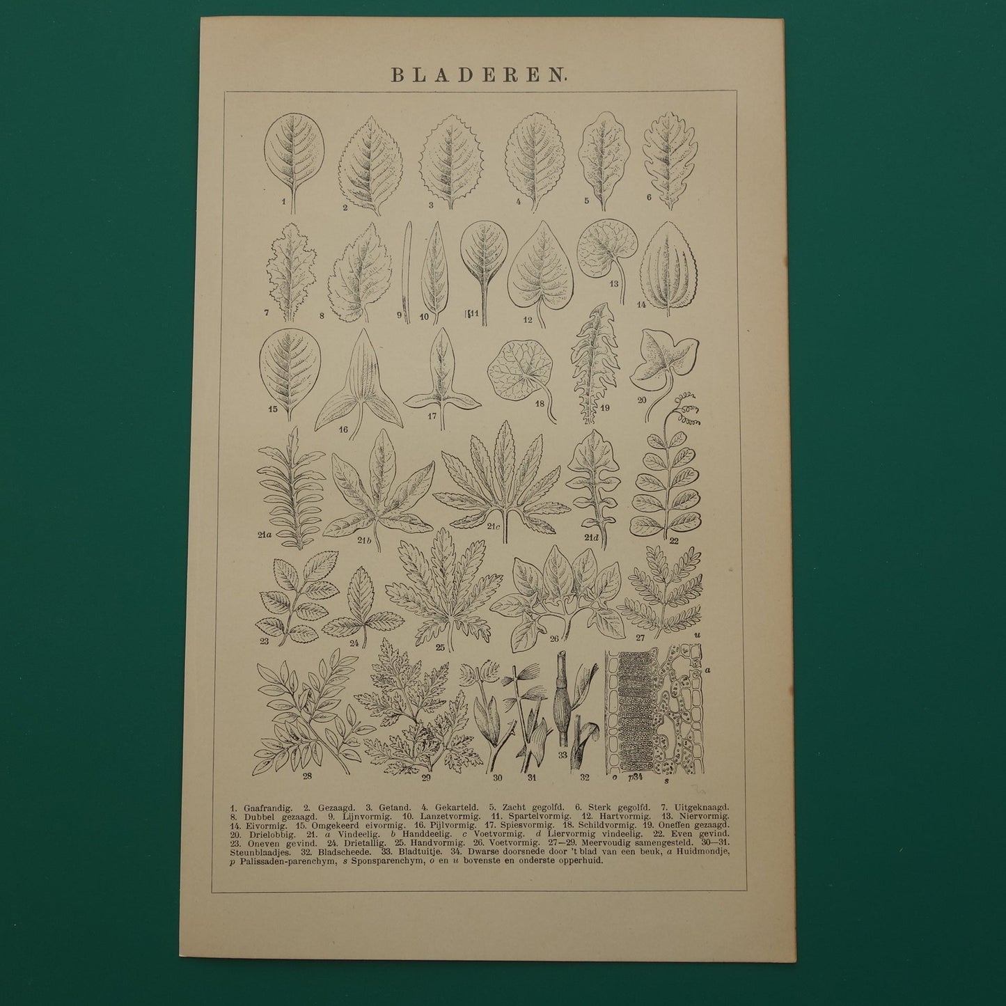 BLADEREN oude botanische prent uit het jaar 1906 originele antieke Blad Bloemblad Bladvormen illustratie print