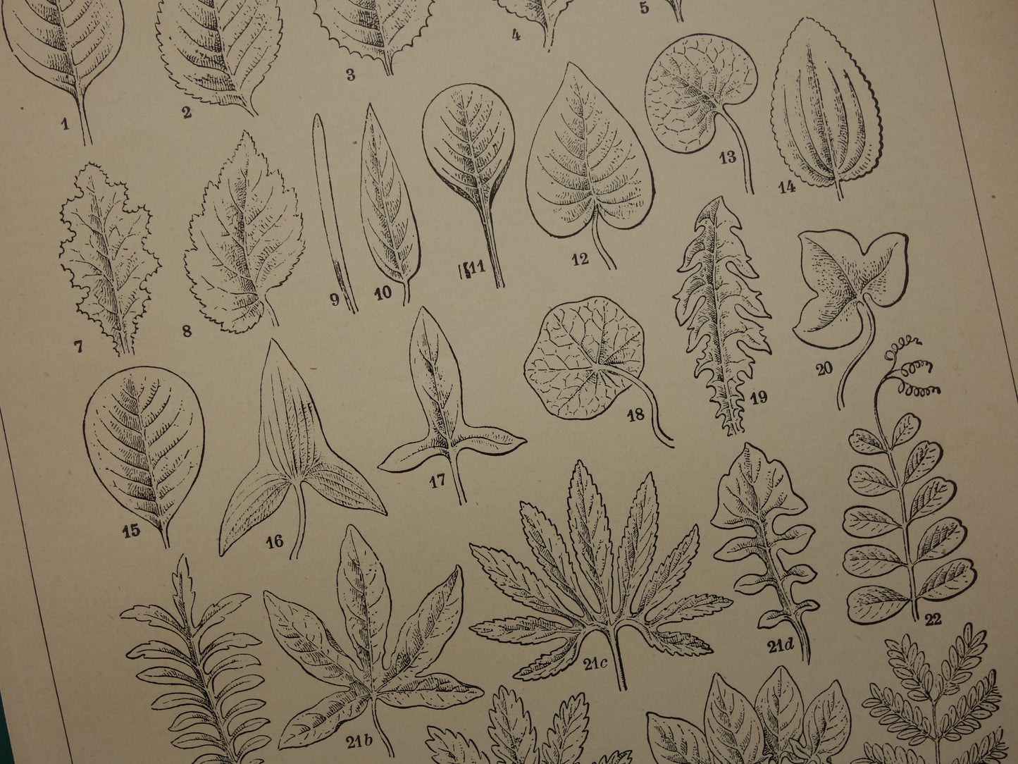 BLADEREN oude botanische prent uit het jaar 1906 originele antieke Blad Bloemblad Bladvormen illustratie print