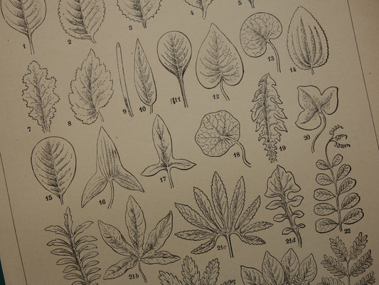 LEAVES old botanical print from the year 1906 original antique Leaf Petal Leaf Shapes illustration print