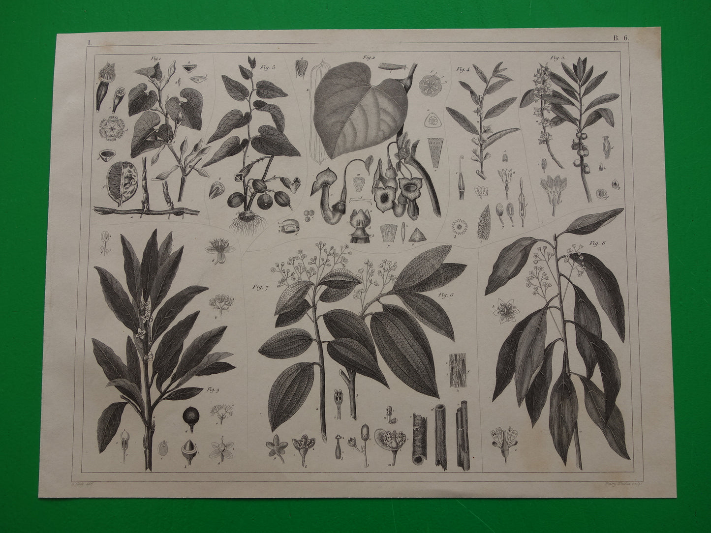 Oude Botanische Prent van Kaneel Kaneelboom Originele antieke illustratie vintage print van planten en bloemen