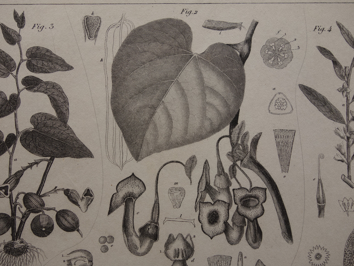 Oude Botanische Prent van Kaneel Kaneelboom Originele antieke illustratie vintage print van planten en bloemen