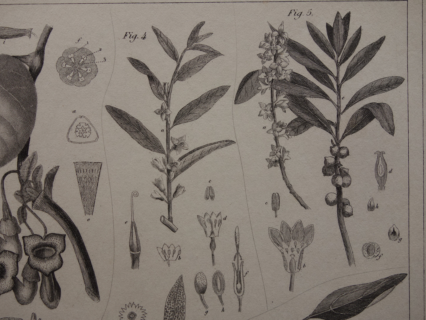Oude Botanische Prent van Kaneel Kaneelboom Originele antieke illustratie vintage print van planten en bloemen