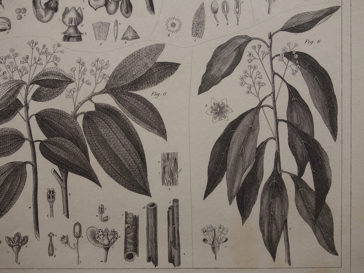 Oude Botanische Prent van Kaneel Kaneelboom Originele antieke illustratie vintage print van planten en bloemen