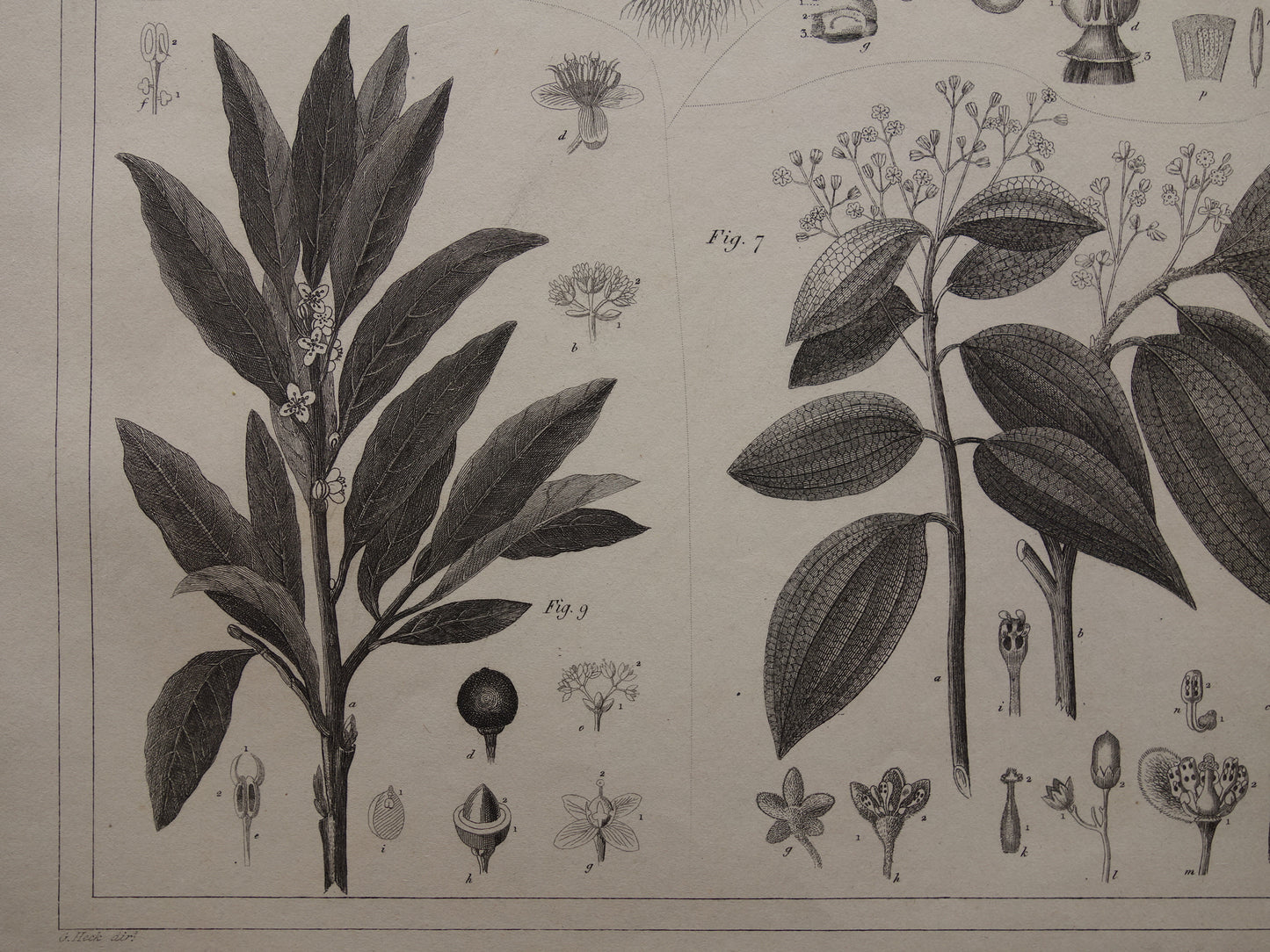 Oude Botanische Prent van Kaneel Kaneelboom Originele antieke illustratie vintage print van planten en bloemen