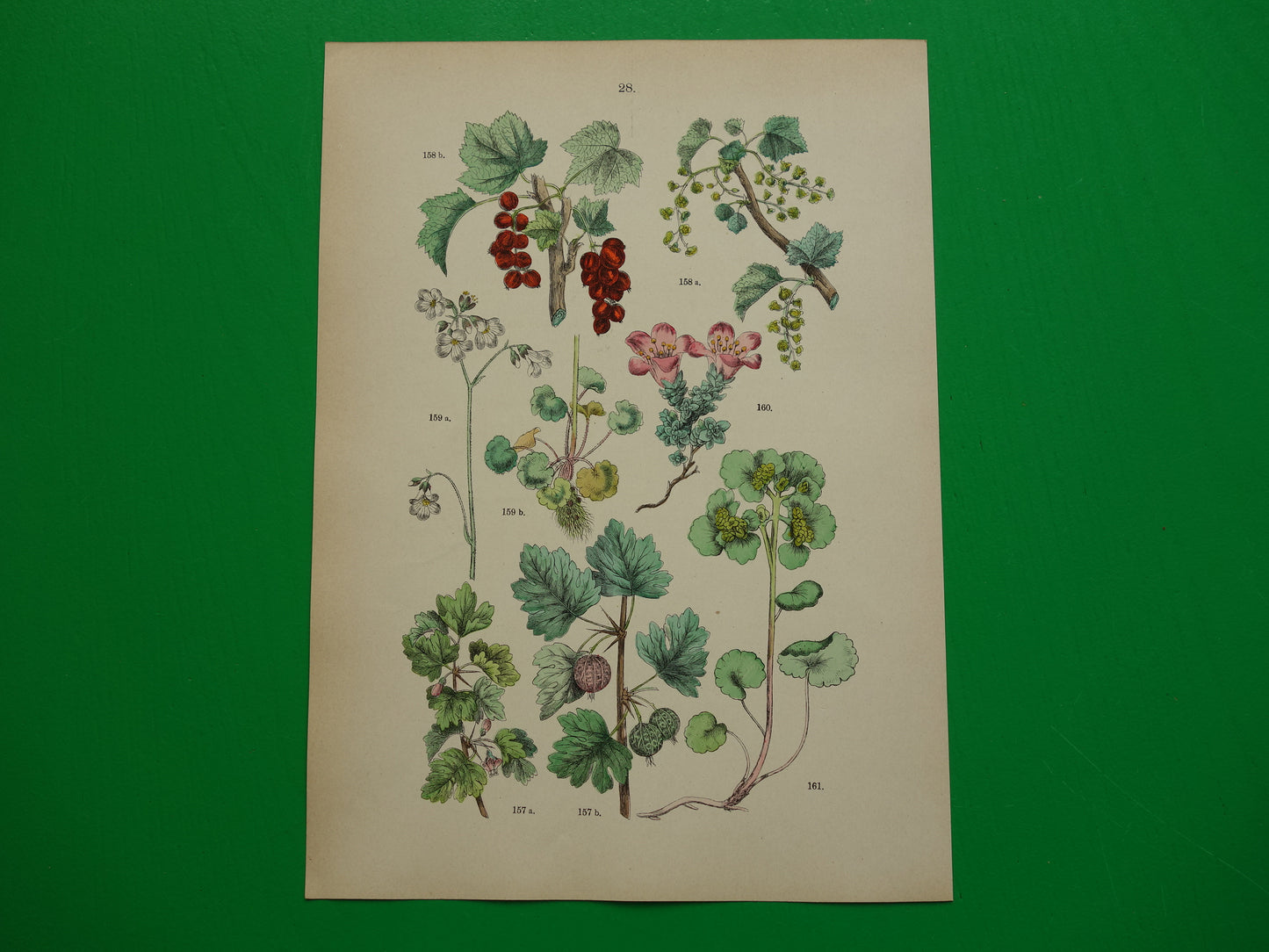 Oude botanische prent van aalbes kruisbes antieke illustratie bessen steenbreek