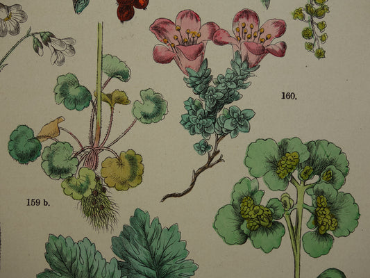 Oude botanische prent van aalbes kruisbes antieke illustratie bessen steenbreek