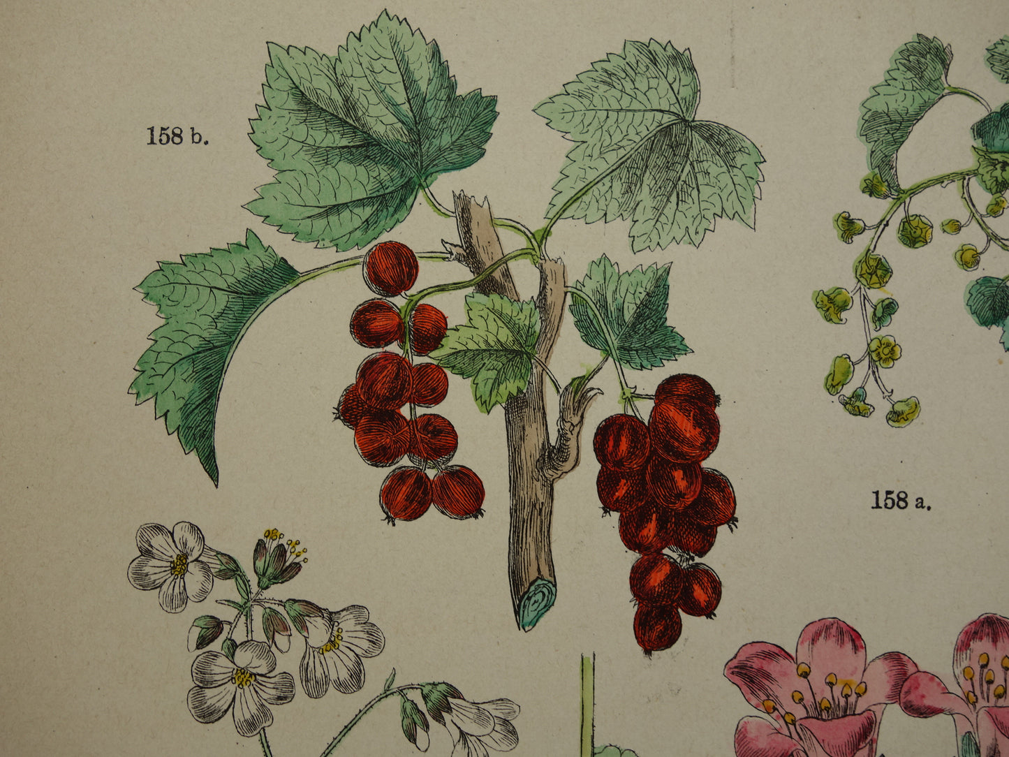 Oude botanische prent van aalbes kruisbes antieke illustratie bessen steenbreek