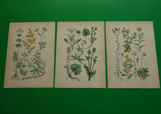 Antieke botanische prenten Set van drie 135+ jaar Oude bloemen illustratie prent