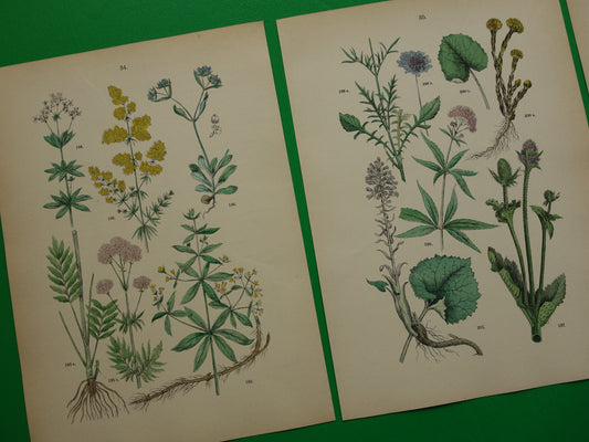 Antieke botanische prenten Set van drie 135+ jaar Oude bloemen illustratie prent