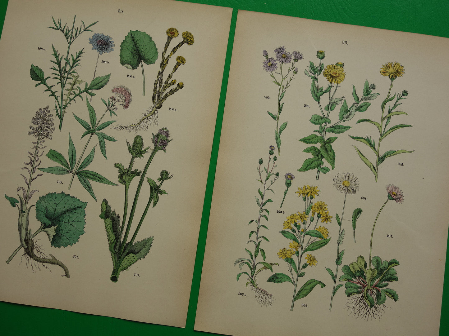 Antieke botanische prenten Set van drie 135+ jaar Oude bloemen illustratie prent