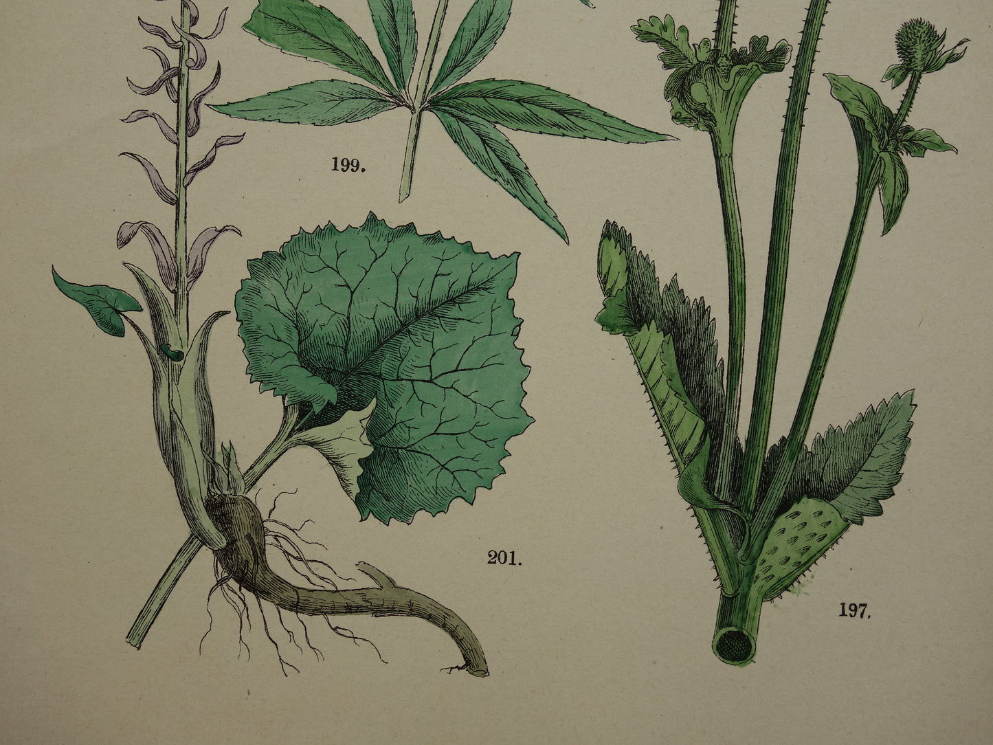 Antieke botanische prenten Set van drie 135+ jaar Oude bloemen illustratie prent