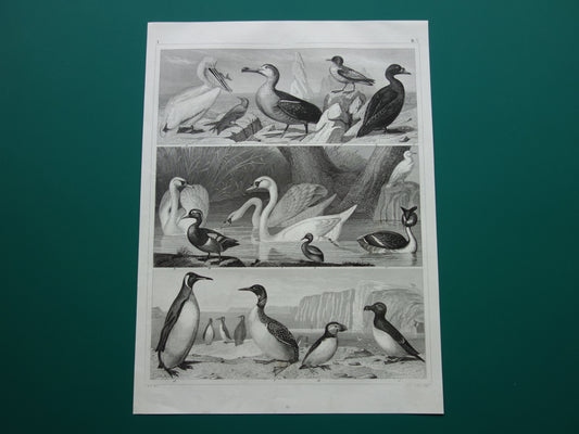 VOGELS oude prent van watervogels Originele 170+ jaar oude vogel illustratie Zwaan Fuut Pelikaan Alk Papegaaiduiker vintage print