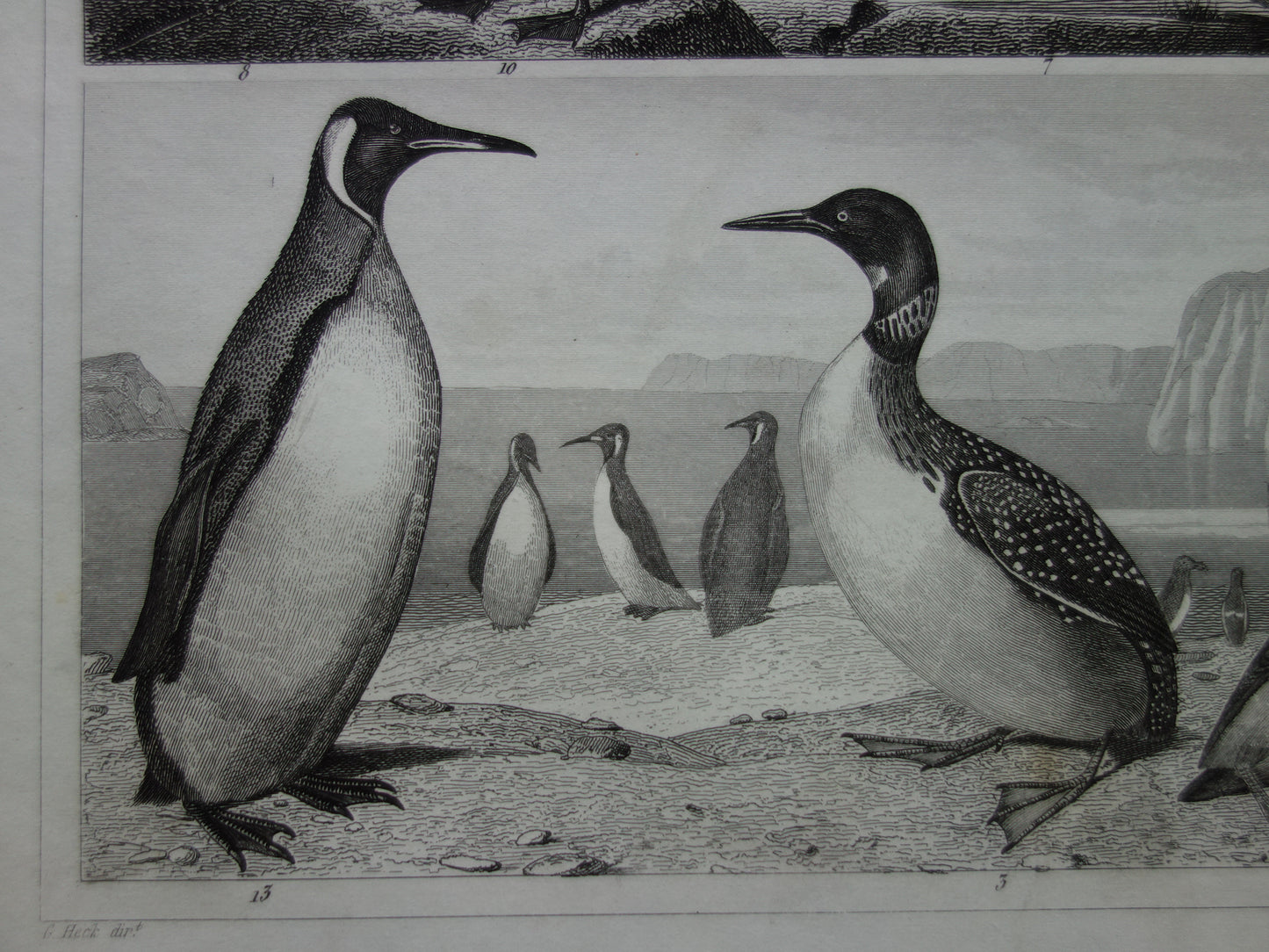 BIRDS old print of water birds Original 170+ year old bird illustration Swan Grebe Pelican Auk Puffin vintage print