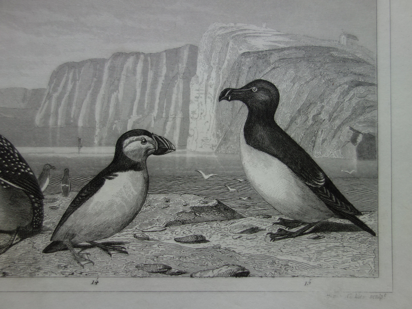 BIRDS old print of water birds Original 170+ year old bird illustration Swan Grebe Pelican Auk Puffin vintage print