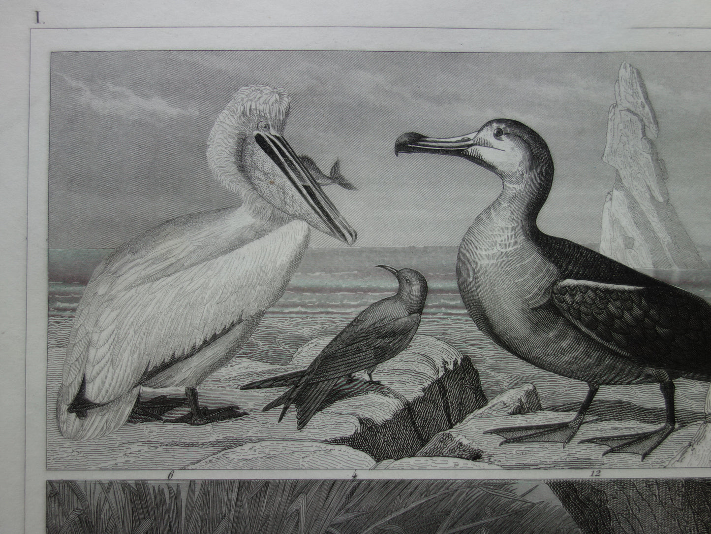 BIRDS old print of water birds Original 170+ year old bird illustration Swan Grebe Pelican Auk Puffin vintage print