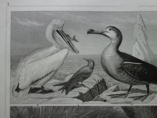 VOGELS oude prent van watervogels Originele 170+ jaar oude vogel illustratie Zwaan Fuut Pelikaan Alk Papegaaiduiker vintage print