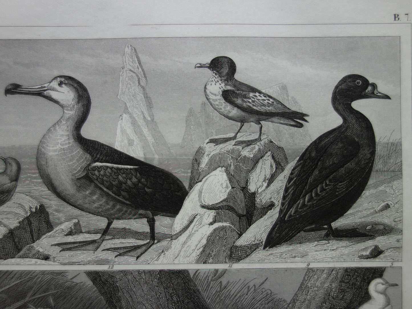 BIRDS old print of water birds Original 170+ year old bird illustration Swan Grebe Pelican Auk Puffin vintage print