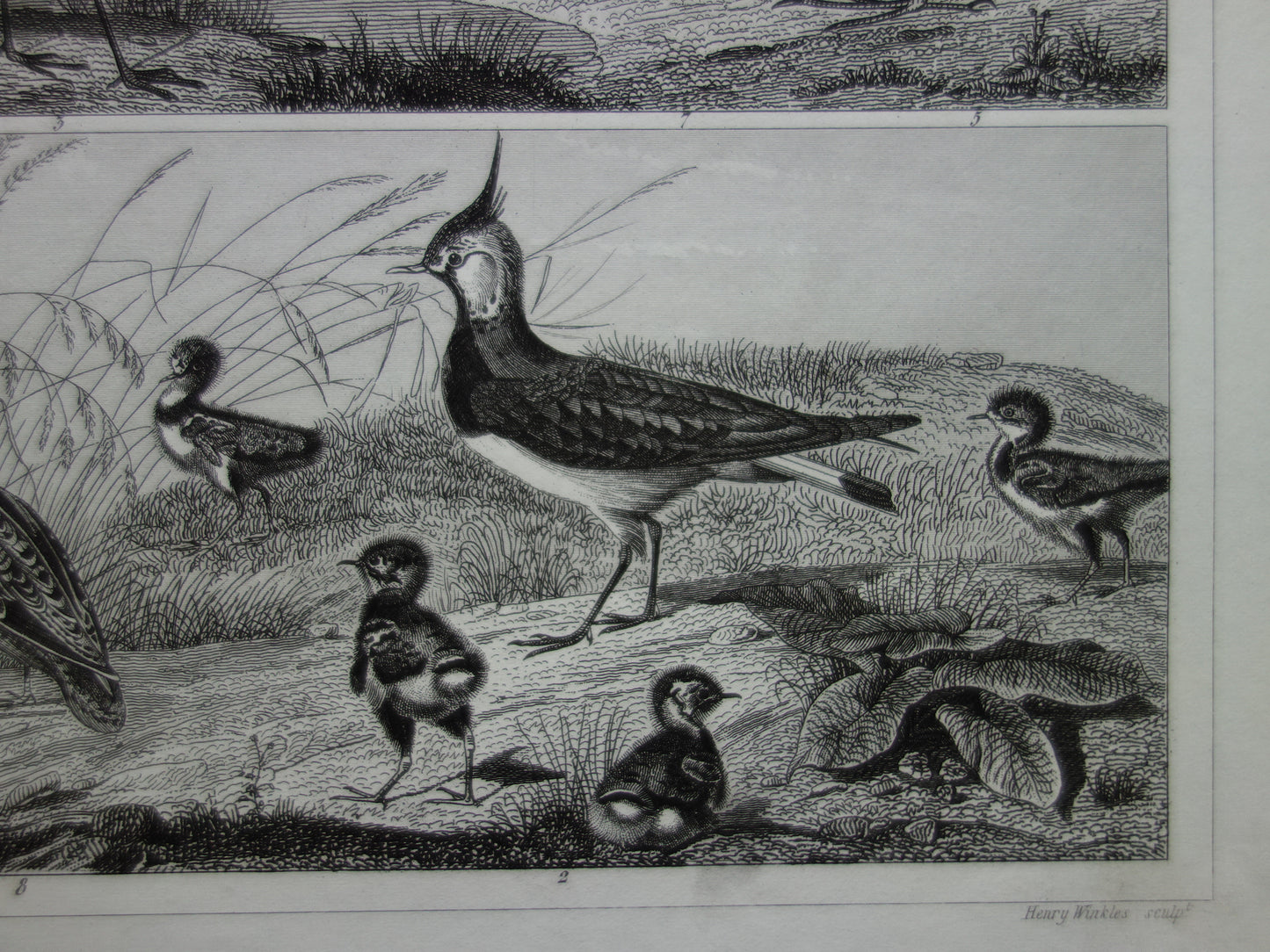 Old bird print original 170+ year old illustration of birds heron stork crane vintage print