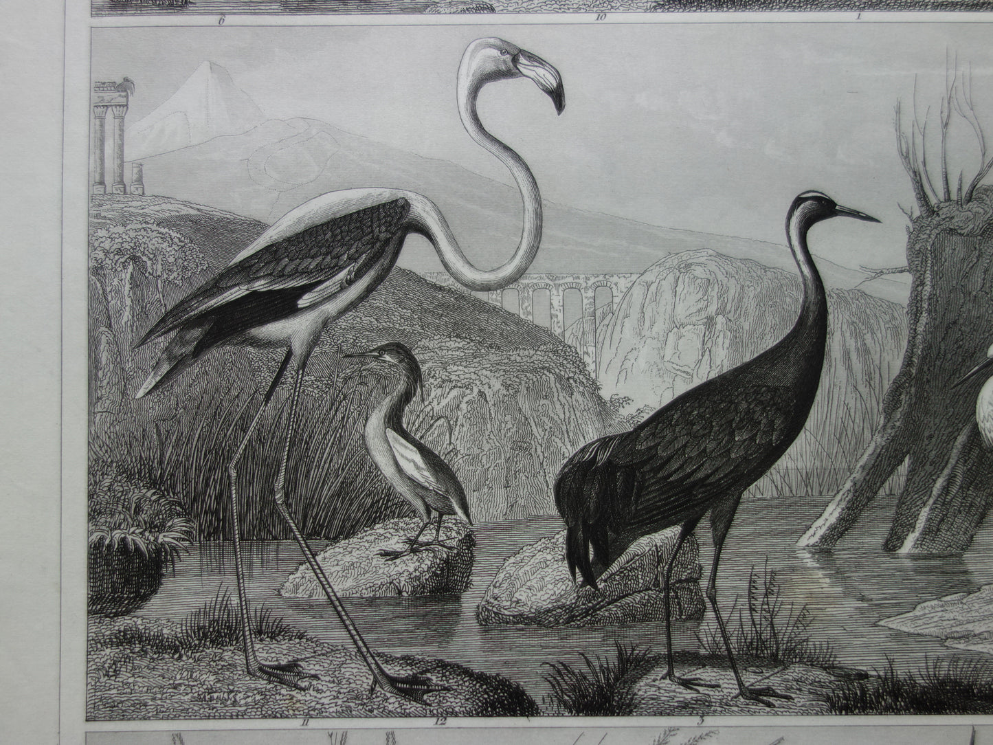 Old bird print original 170+ year old illustration of birds heron stork crane vintage print