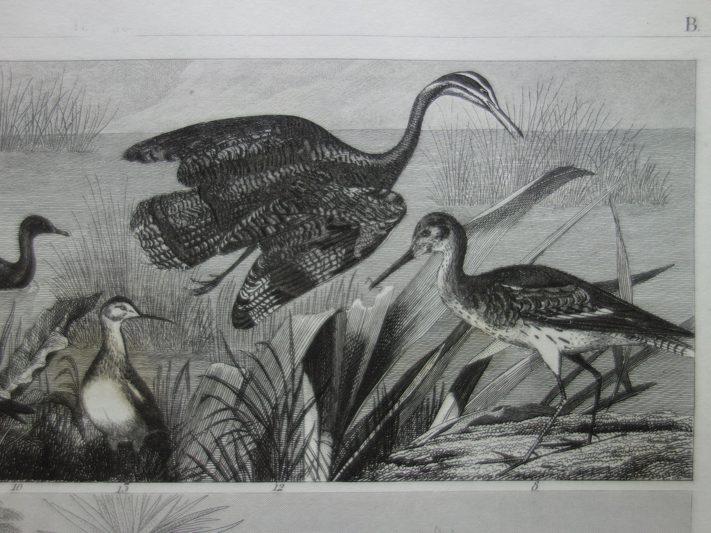 Old bird print original 170+ year old illustration of birds Ostrich Gray Crowned Crane White Ibis vintage print
