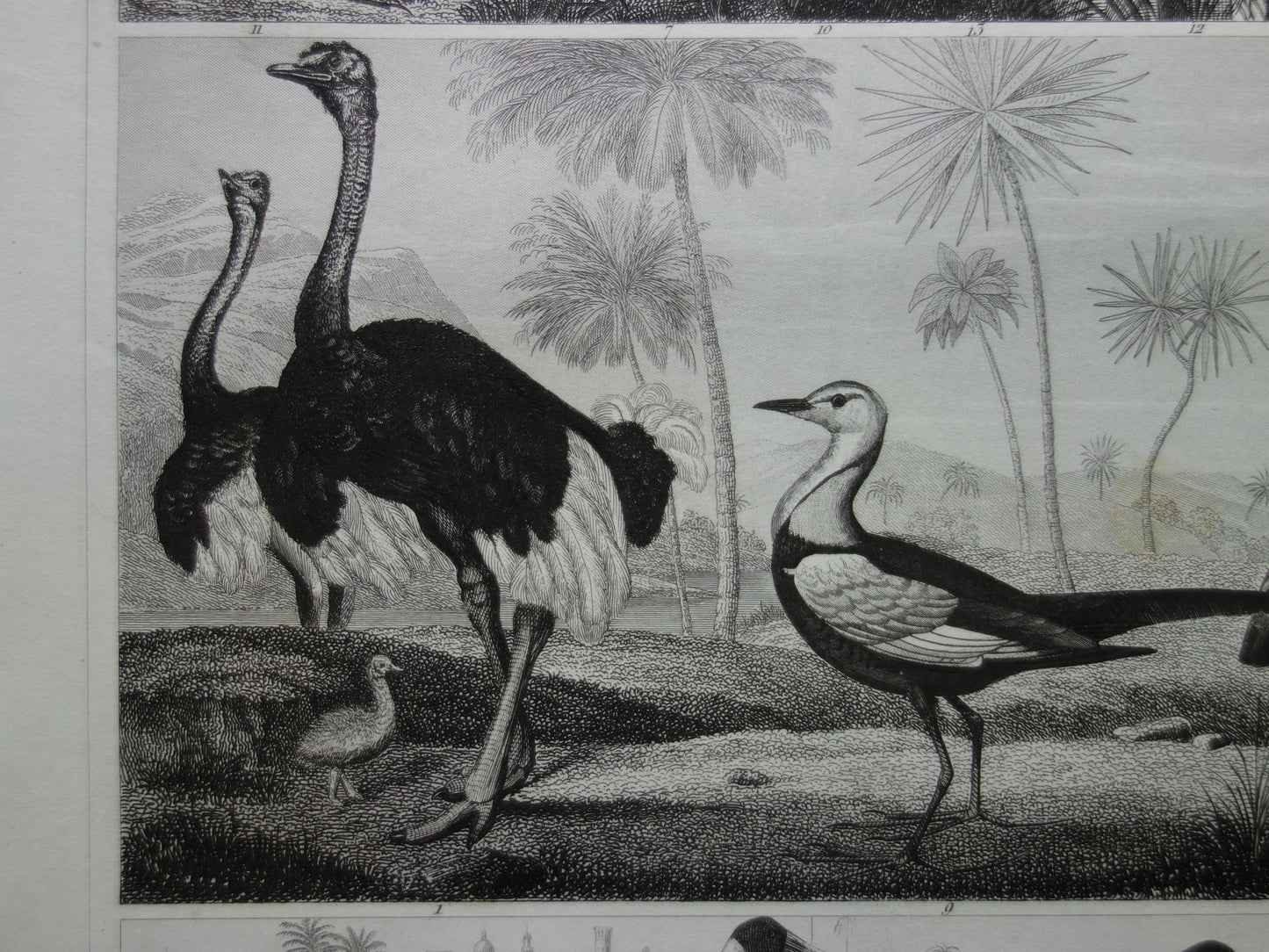 Old bird print original 170+ year old illustration of birds Ostrich Gray Crowned Crane White Ibis vintage print