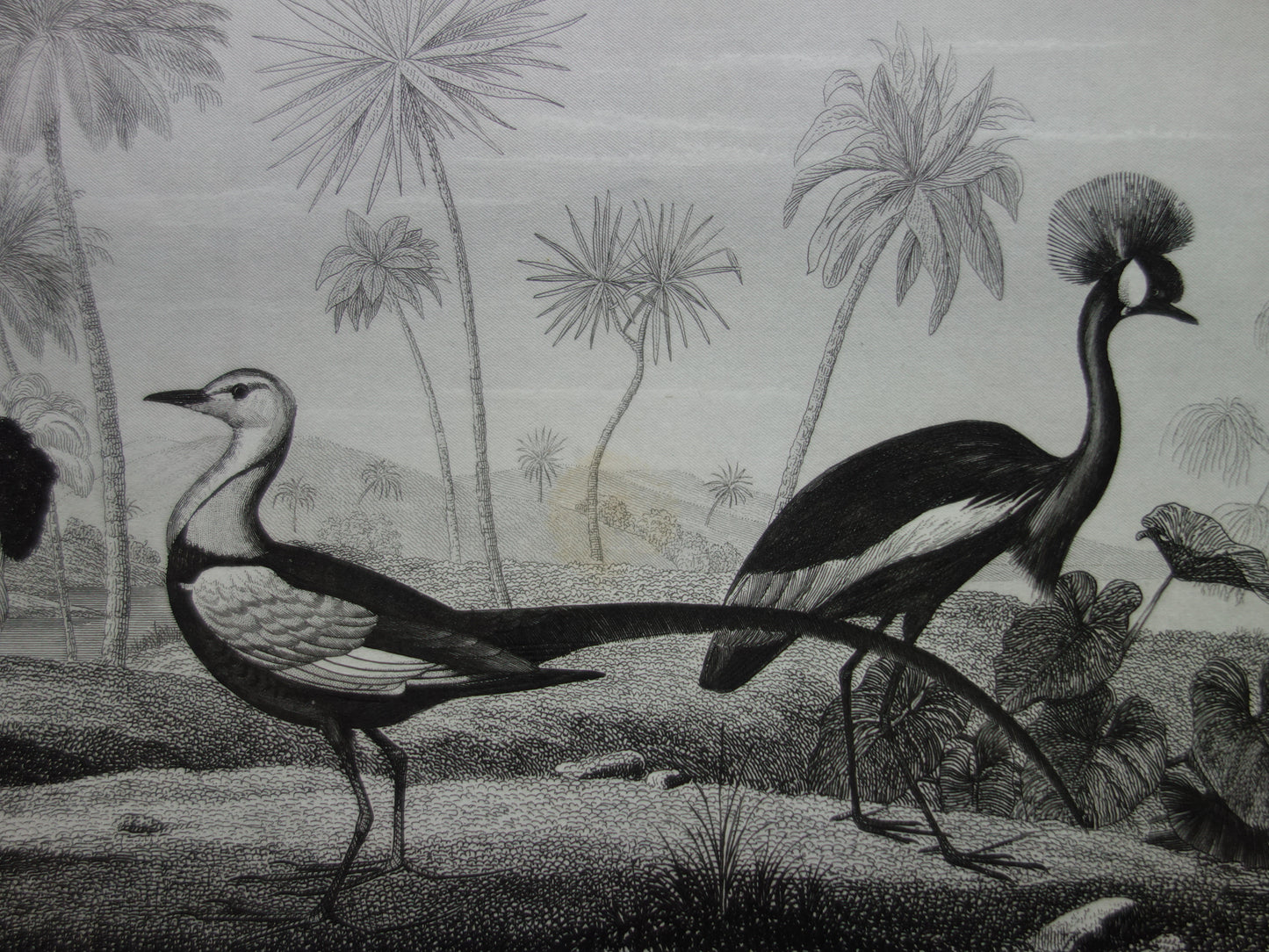 Old bird print original 170+ year old illustration of birds Ostrich Gray Crowned Crane White Ibis vintage print