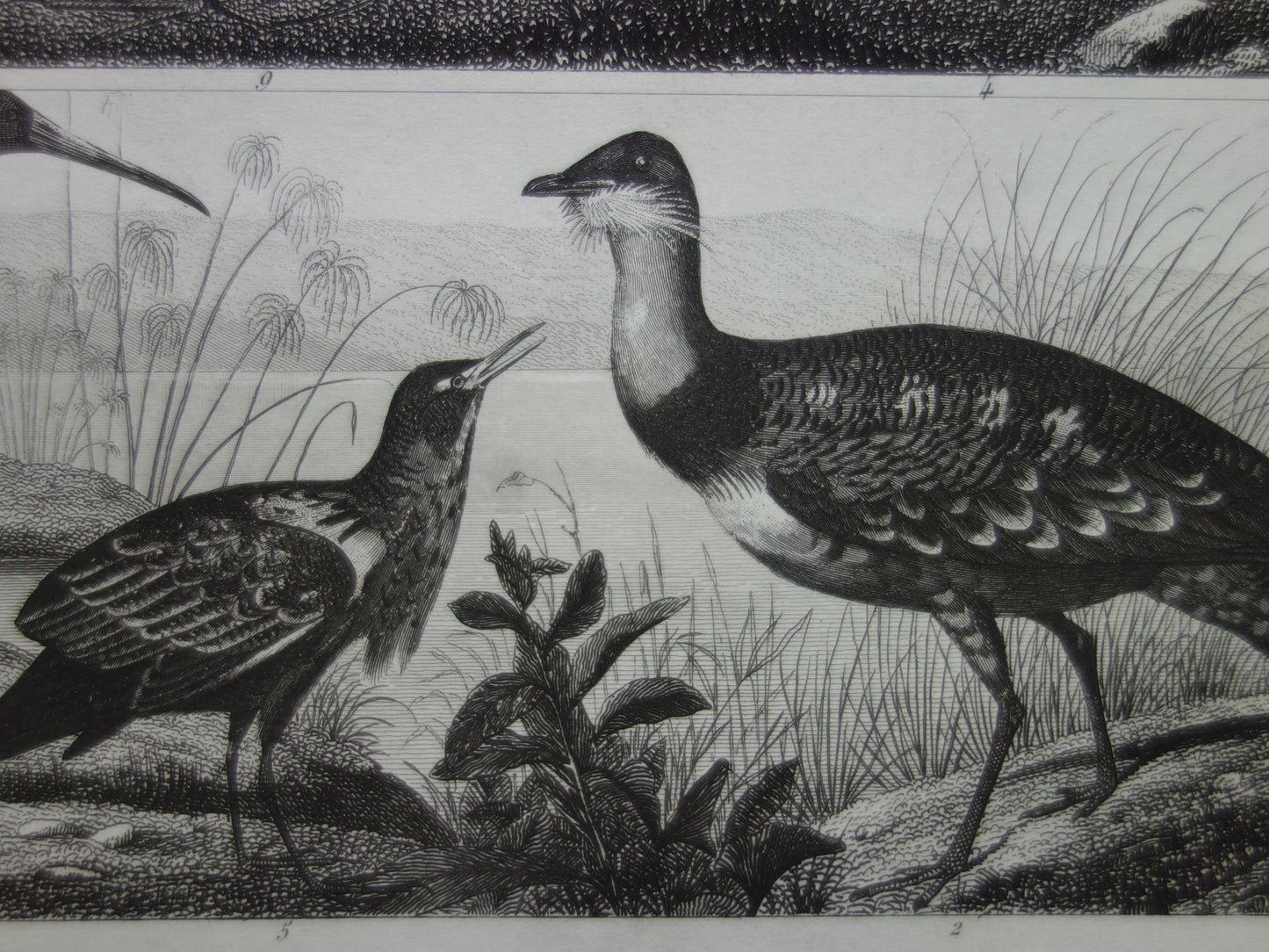 Old bird print original 170+ year old illustration of birds Ostrich Gray Crowned Crane White Ibis vintage print