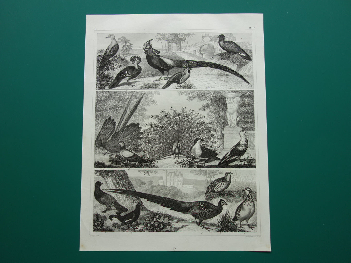 oude vintage prent van Auerhoen Korhoen, Roodpootpatrijs, Indiase pauw, Fazant, Goudfazant, Argus, Tragopan, Curassow, Perdix Californica, duif, Houtduif, Dolksteekduif Tortelduif.
